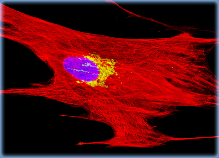 Horse Dermal Fibroblast Cells (NBL-6)