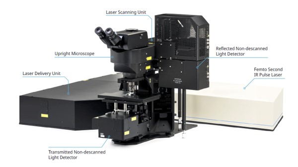 Multiphoton Fluorescence Microscopy | Olympus LS