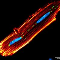 Confocal image of isolated cardiomyocytes from rats