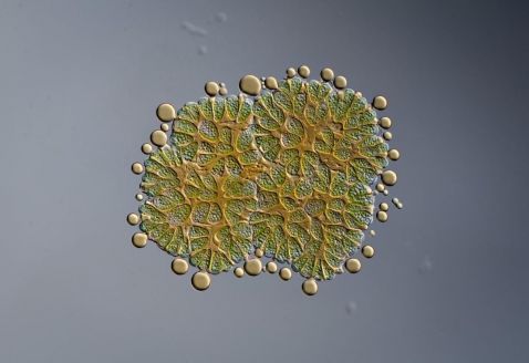Green algae Botryococcus Braunii