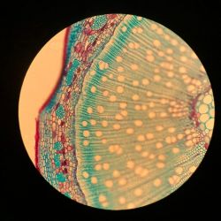 Woody willow branch under a microscope