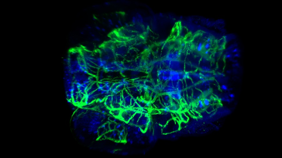 ライトシート蛍光顕微鏡Alpha3で撮影した、透明化したゼブラフィッシュ幼虫の頭部血管と神経の染色