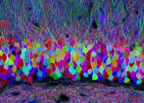 brainbow mouse brain