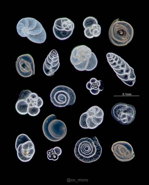 Foraminiferen unter dem Mikroskop