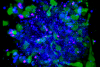 Aquisição de imagens com lapso de tempo 3D de esferoides com o microscópio confocal FLUOVIEW FV3000: observação contínua por 48 horas da citotoxicidade mediada por células dependente de anticorpos (ADCC)