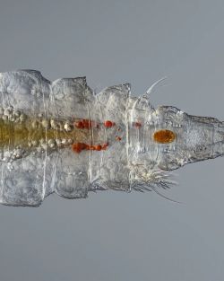 Female copepod under the microscope