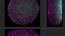 HeLa cell spheroid labeled by DAPI (cyan, cell nuclei) and AlexaFluor790 (magenta, Ki-67)