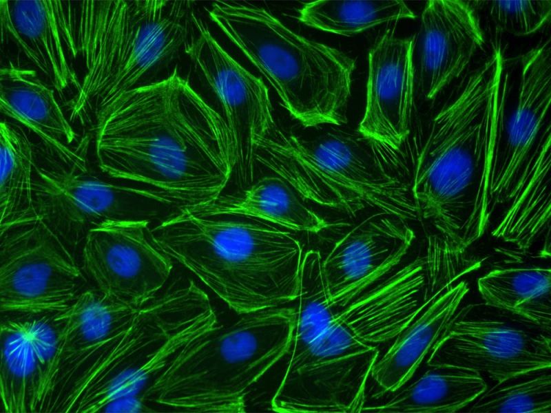 Imagen aplicativa de células Ptk2