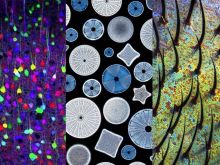Diatoms to Brainbows—Our Most Popular Microscope Images for December 2022