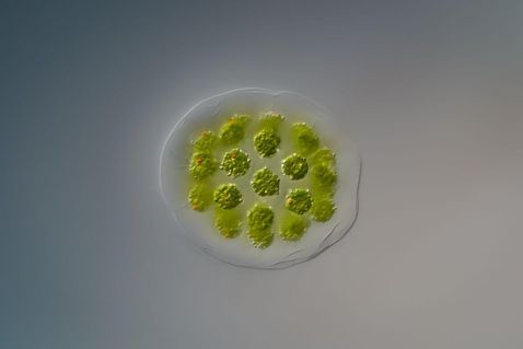 Green algae colony