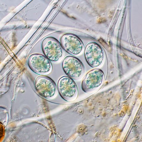 Algas unicelulares ao microscópio