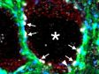 Use of Low Chromatic Aberration Objective PLAPON60XOSC for Quadruple Immunofluorescence of Brain Tissue
