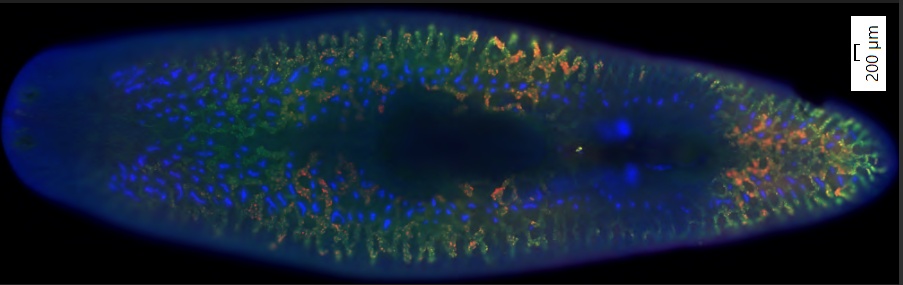 S. mediterranea stained with double fluorescent (red and green) in situ hybridization, counterstained with DAPI, and scanned at 10X magnification without online deblur