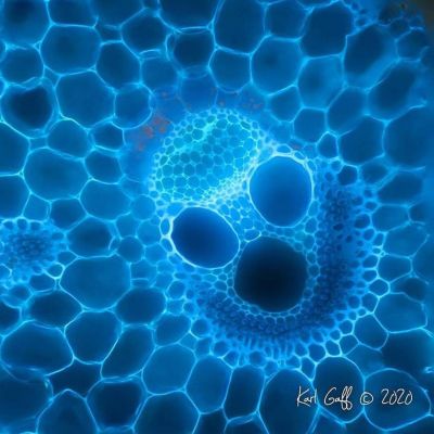 Junco visto através de um microscópio