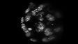 核内のメチルDNA胚盤胞期での立体構築イメージ