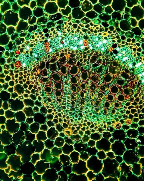 Dicotyledon plant under the microscope