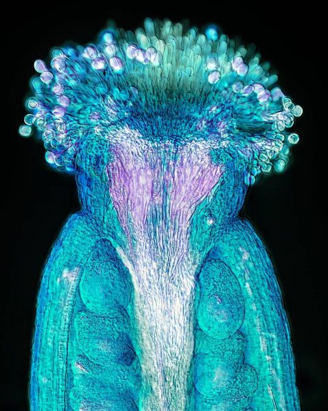 Arabidopsis thaliana pistil under the microscope