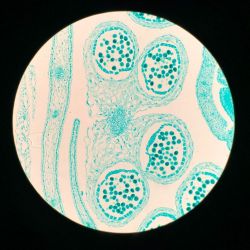 Flor de colza sob o microscópio