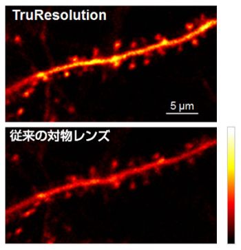 図4：マウス脳神経細胞樹状突起のin-vivo観察結果（Thy1-YFP-H mouse, sensory cortex）