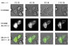 ライブセルイメージング・細胞生物・分子生物学分野での発光イメージング活用事例