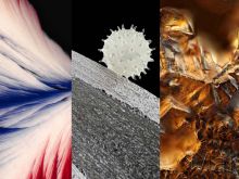 Hibiscus to Vanilla—Our Most Popular Microscope Images for April 2023