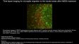 IX83 : Culture de coupe de cerveau cellule gliale