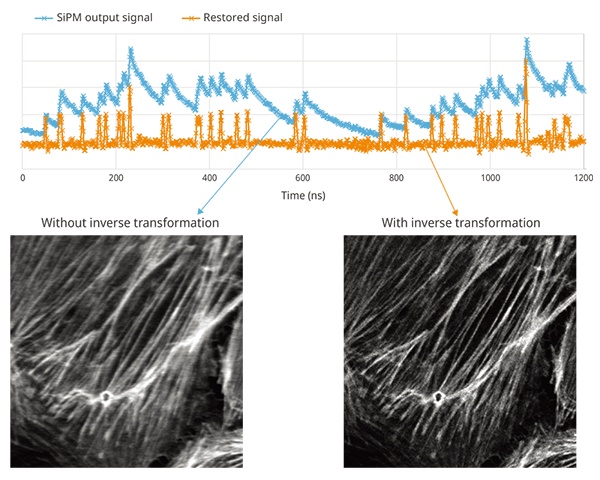 Figure 11. An example showing a sample captured with and without inverse transformation (Actin (BODIPY FL) in a BPAE cell; resonant, average 64, ex. 488 nm, Em. 500–540 nm, same excitation power; UPLSAPO40x2/NA 0.95, CA 1 AU, 1024 × 1024 pixels.