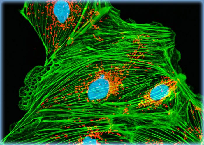 Rat Kangaroo Kidney Epithelial Cells with MitoTracker Red CMXRos, BODIPY FL, and DRAQ5