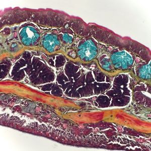 Salamander skin under the microscope