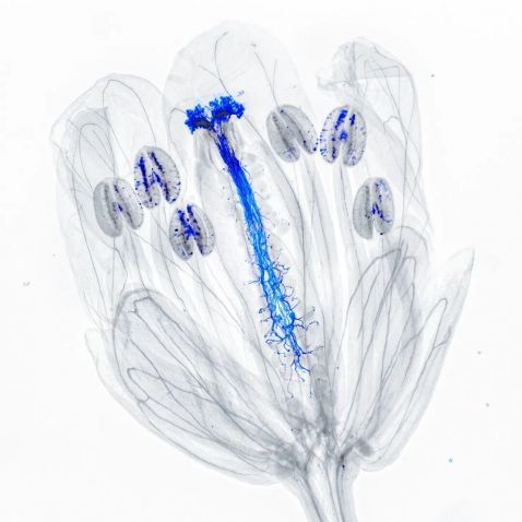현미경으로 본 애기장대 꽃