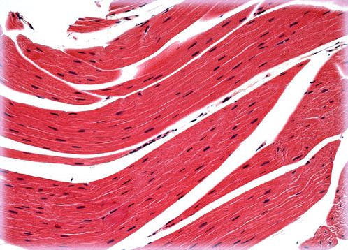 Frog Striated Muscle Tissue Olympus Life Science