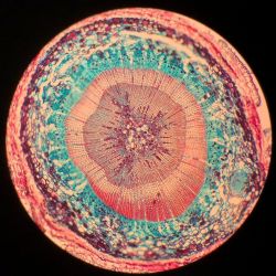 Stem cross section of pine under the microscope