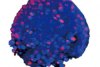 肿瘤肿瘤微球肿瘤微球中线粒体对药物的反应